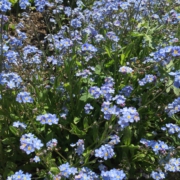 blühende Vergissmeinnicht - zahlreiche kleine zartblaue Blüten mit gelbem Zentrum