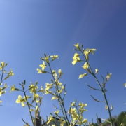 kleine gelbe Blüten vor strahlend blauem Himmel